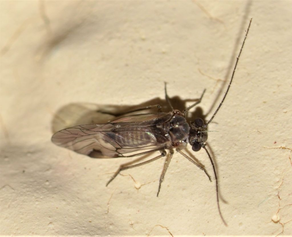 fam. Mesopsocidae